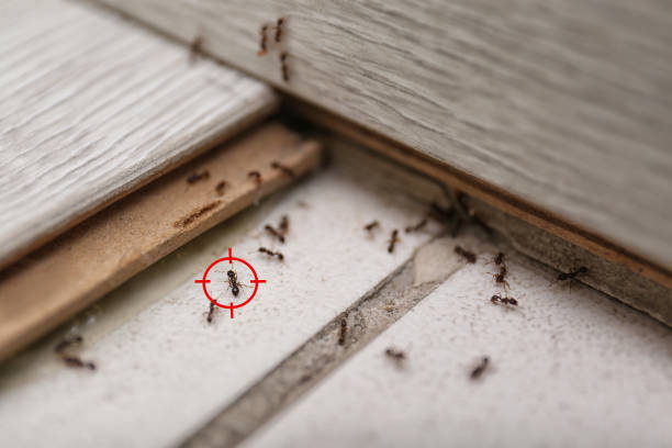 Best Affordable Pest Control Services  in Shingletown, CA