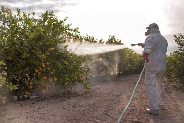 Best Pest Control Near Me  in Shingletown, CA