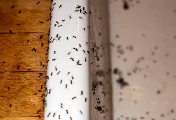 Wildlife Control Services in Shingletown, CA