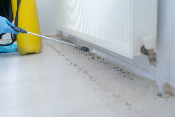 Best Mosquito Control Services  in Shingletown, CA