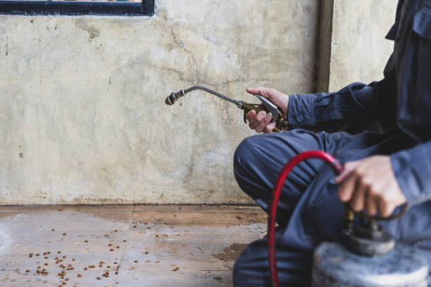 Best Affordable Pest Control Services  in Shingletown, CA